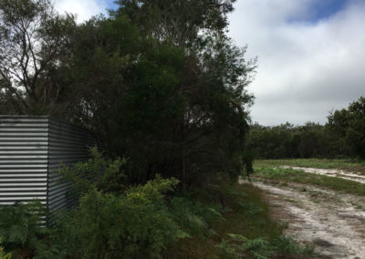 Weeds before clearing